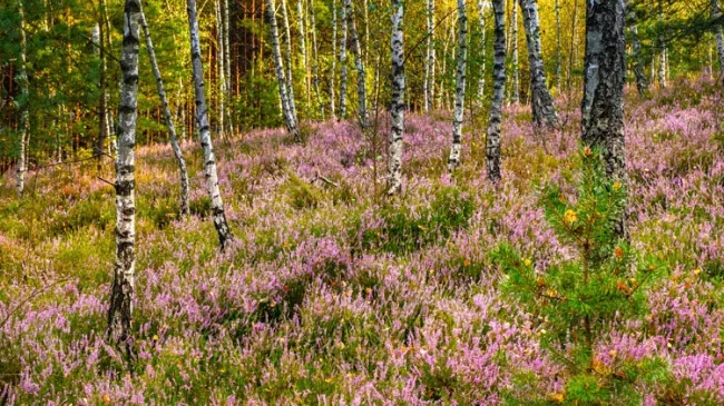 forest